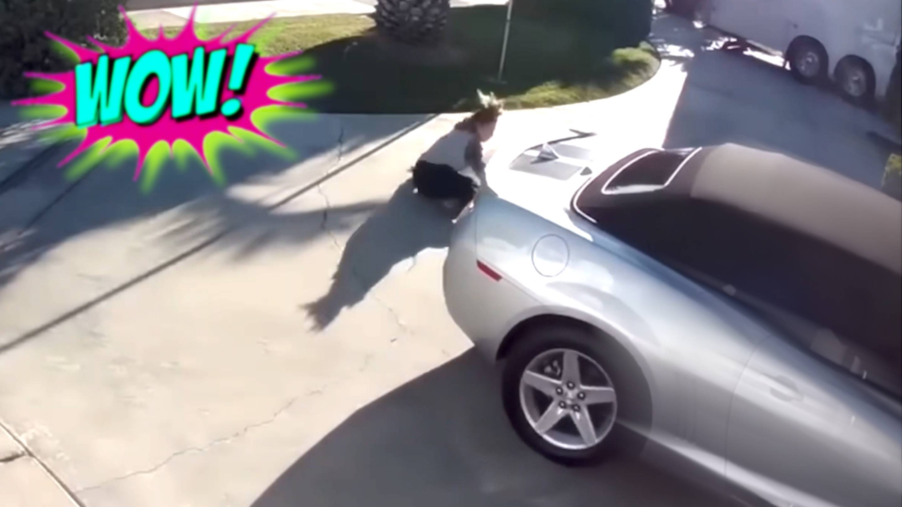 СМЕШНЫЕ ВИДЕО: ПРИКОЛЫ, КОТОРЫЕ СДЕЛАЮТ ВАШ ДЕНЬ смотреть онлайн