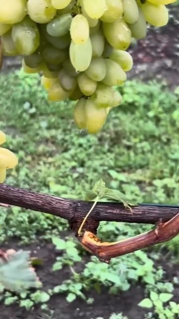 Саженцы винограда в ассортименте от Small Garden's