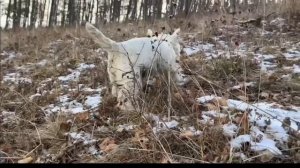 КАПЕЦ-ЧЕПЕЦ, Хаги ваги меня похитил! (Говорящая собака)МИСиС Айседора