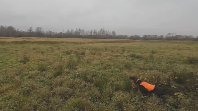 Женева на охоте - три работы по гаршнепу смотреть онлайн