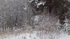 Зачем на старость нам пенять. Татьяна Самаль