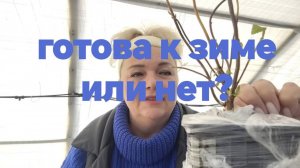 Гортензия готова ли к зиме?