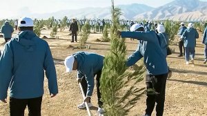 В Туркменистане высадили 3 миллиона молодых деревьев различных пород