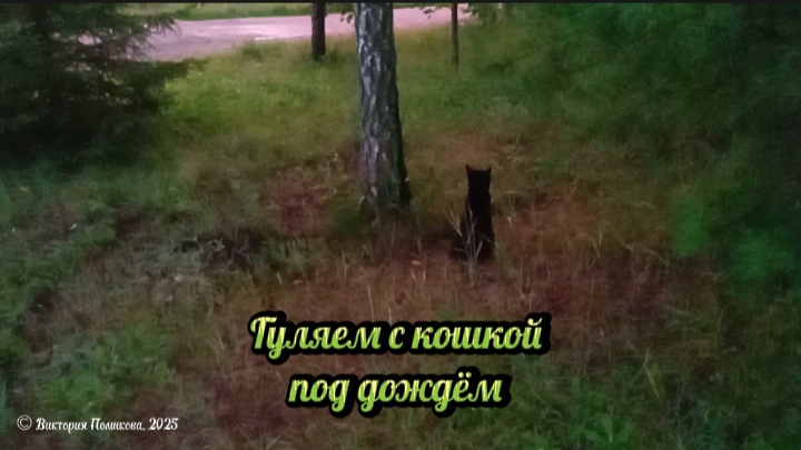 Прогулка с кошкой под дождём смотреть онлайн