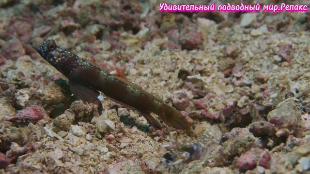 Удивительный подводный мир.Релакс. смотреть онлайн