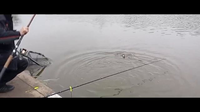 Форель 1 смотреть онлайн