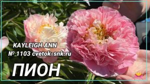 Махровый пион Kayleigh Ann / Сад Ворошиловой