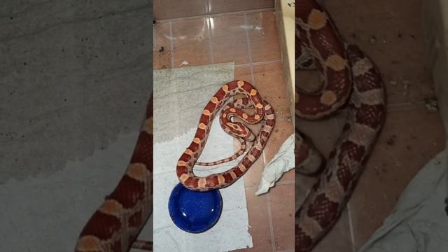 Сегодня малыш маисового полоза номер ОДИН из первой кладки уехал жить в Красный Луч! 9 ноября 2025 г смотреть онлайн