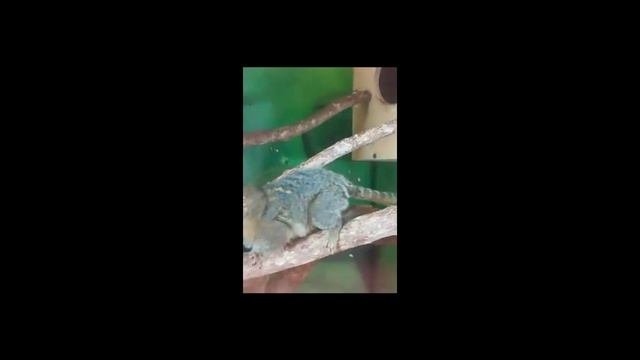Карликовая игрунка. смотреть онлайн