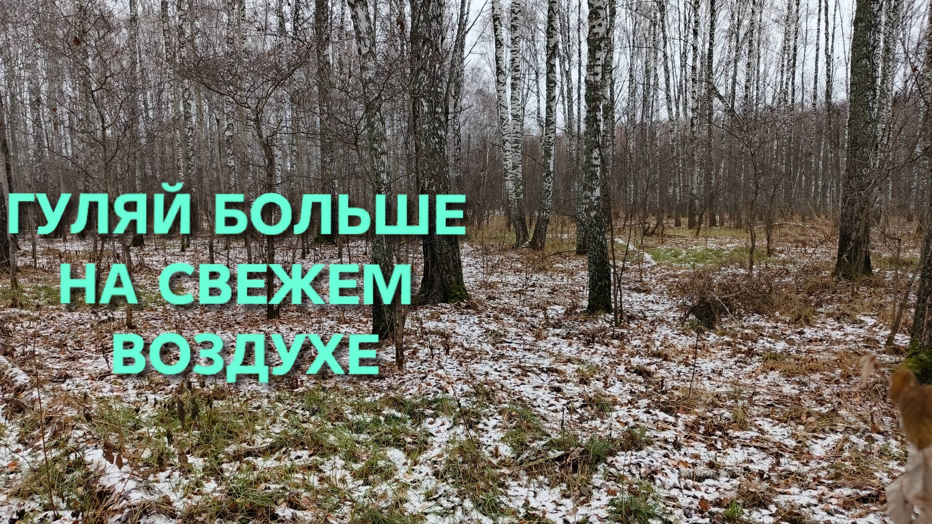 Лес природа красота с хаски Умка навсегда