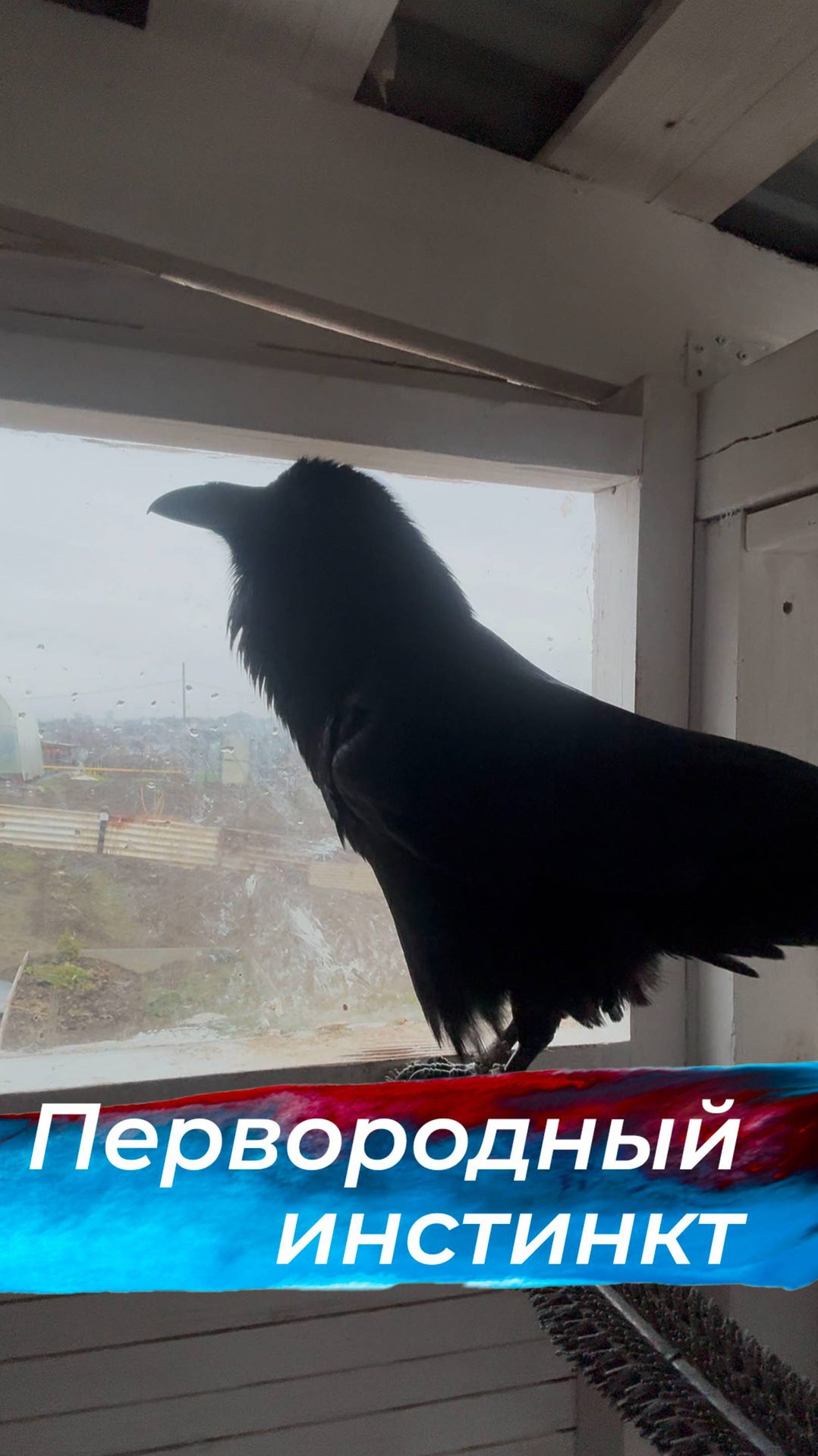 Инстинкт в деле! смотреть онлайн