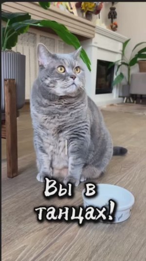 Кто пойдет на танцы?😸