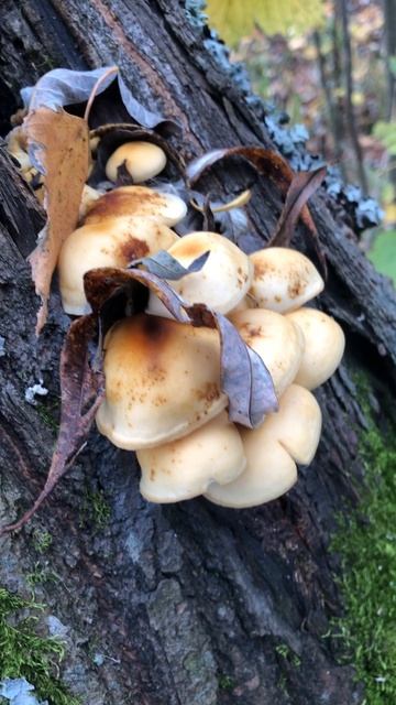 Осенние опята смотреть онлайн