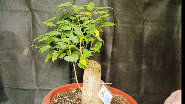 √8 фикус 150 (Бонсай)