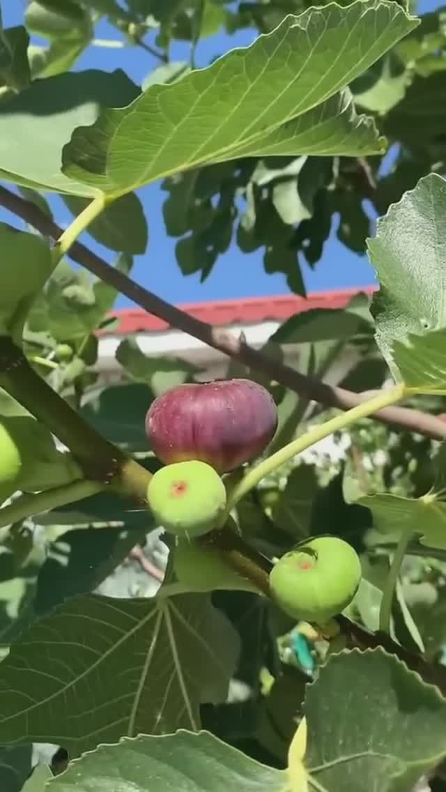 Инжир Абхазский фиолетовый от Small Garden's