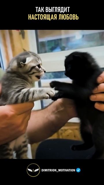 Так выглядит настоящая любовь #добро смотреть онлайн