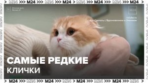 Столичные ветеринары назвали самые редкие клички домашних питомцев - Москва 24