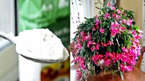 Чтобы декабрист зацвел пышной шапкой подсыпаю немного этого порошка в корни растений!