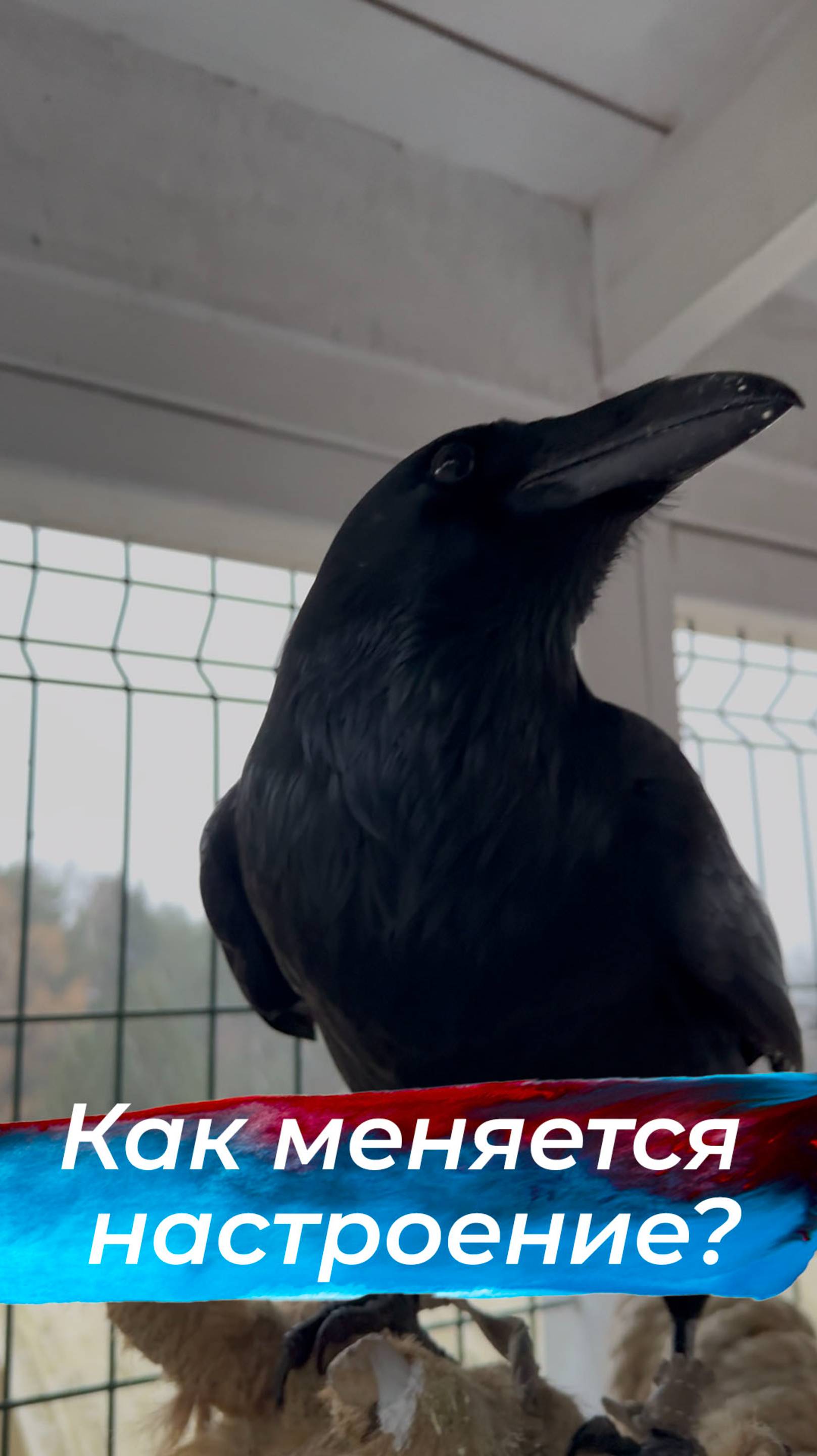 Резкая смена настроения! смотреть онлайн