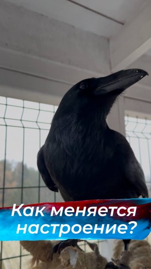 Резкая смена настроения!