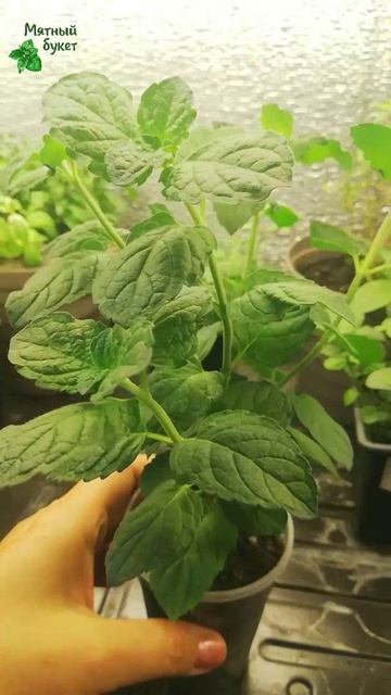 Мята Разнотравье Прованса