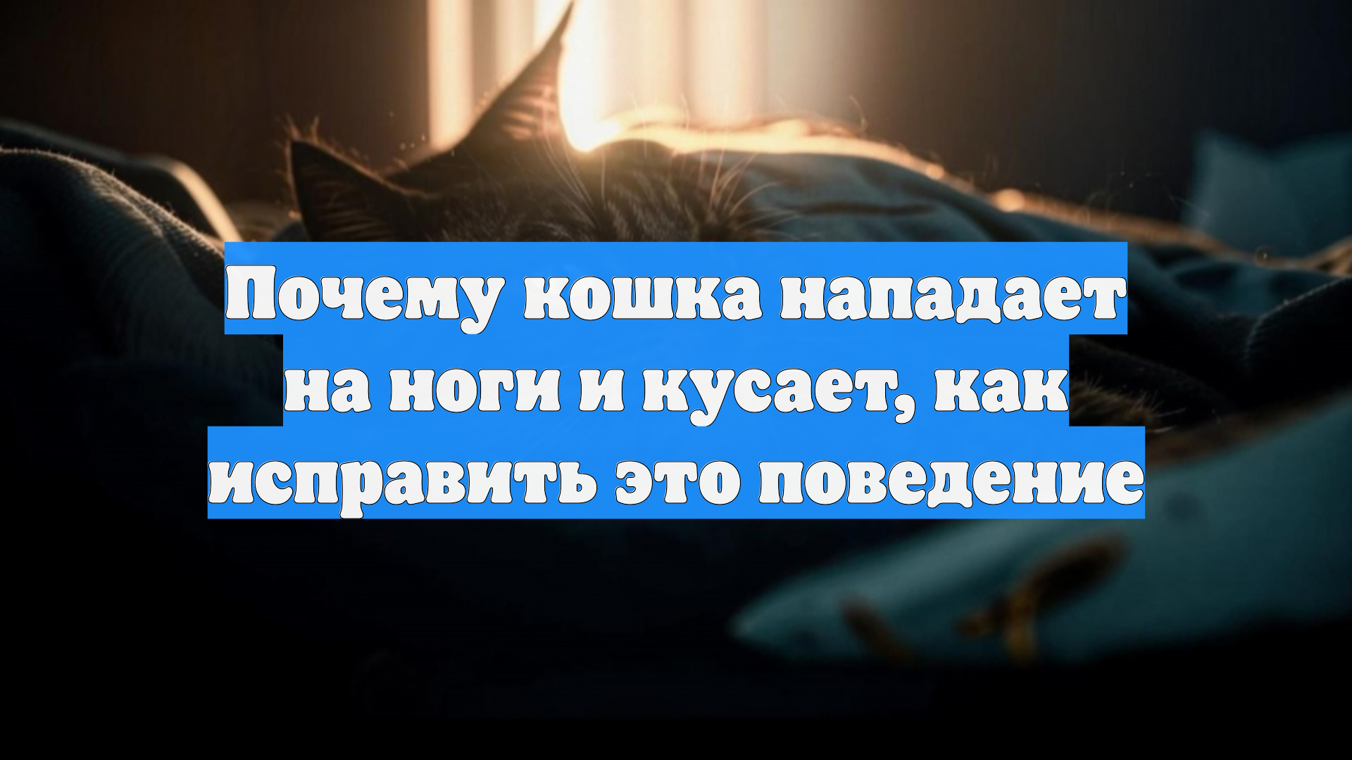 Почему кошка нападает на ноги и кусает, как исправить это поведение смотреть онлайн