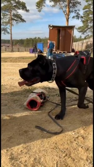 Демонюга😈 ★ Кто по Жизни / Нарезки / Чат рулетка / Виталий Реутов / КПЖ