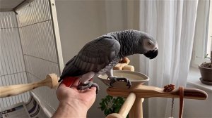 жако