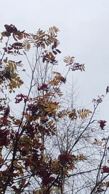 Снегири красавчики смотреть онлайн