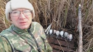 Охота на северную утку на озере с чучелами. Утки садятся прямо в чучела