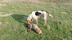 Охота на шакала с гончаком