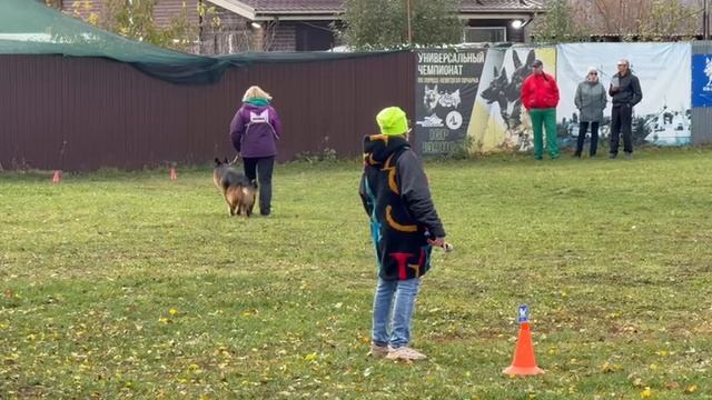 2 Отл. СС Зависть Богов ИМПЕРАТОР +++ №9. ВОРОНЕЖ 26 октября`25 Моно немецких овчарок смотреть онлайн