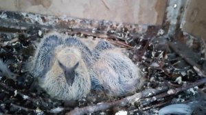 Голубята подрастают