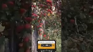 Эх, душа моя, эх, родная сторона...