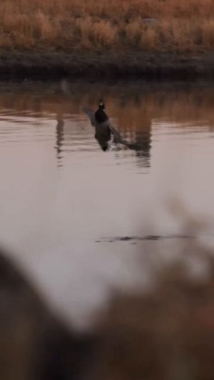 Охота на Уток 🦆🎯