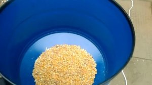 Испытание плющилки зерна АПЗ 02Ма по кукурузе