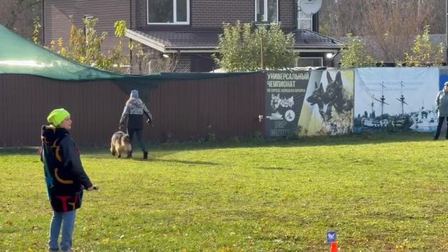 1 Оч/хор Баларис АКСЕЛЬ +0+ №32. ВОРОНЕЖ 26 октября`25 Моно немецких овчарок смотреть онлайн