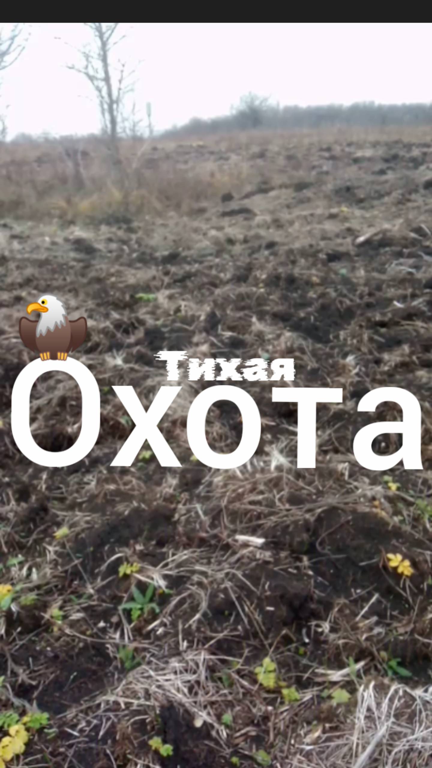 Тихая охота  грибы дорожка синяя ножка