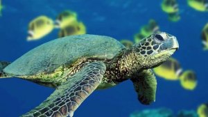 Черепахи_Что_мы_знаем_о_них_Интересные_факты_о_черепахах