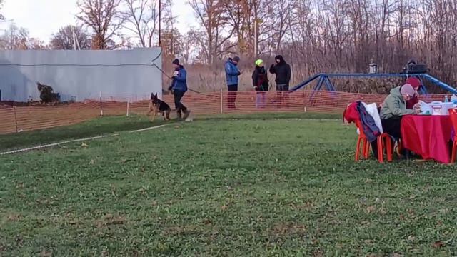 РАБОЧИЙ СУКИ / КЧК ВОРОНЕЖ 26 октября`25 М.Волкова Моно немецких овчарок смотреть онлайн