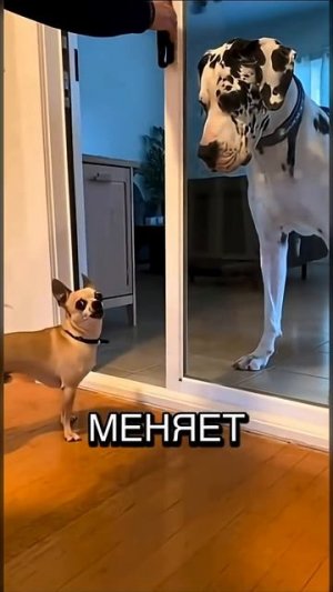 №2 ❝ Ну вот и усё! Карачун тебе, Церетели! ❞🚪😂