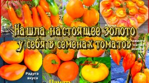 Томаты.Сезон 2026.Нашла клад у себя в семенах.