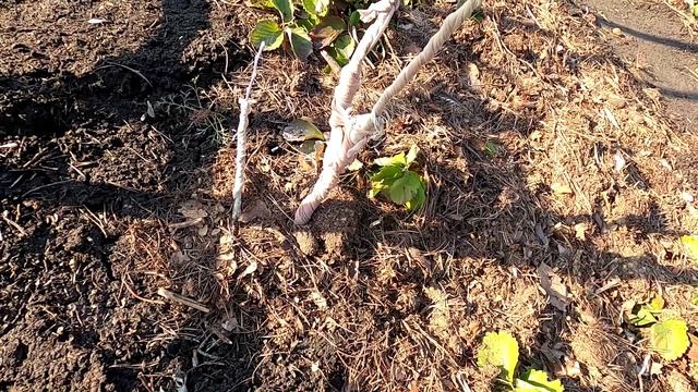 Защита яблони от повреждений мышами зимой