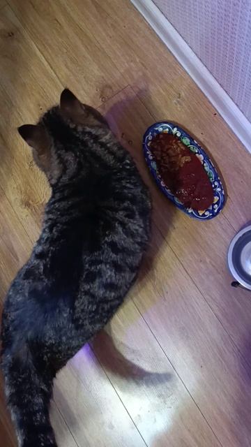 Что пожрать Барсику на завтрак? #Котик #Супчик смотреть онлайн