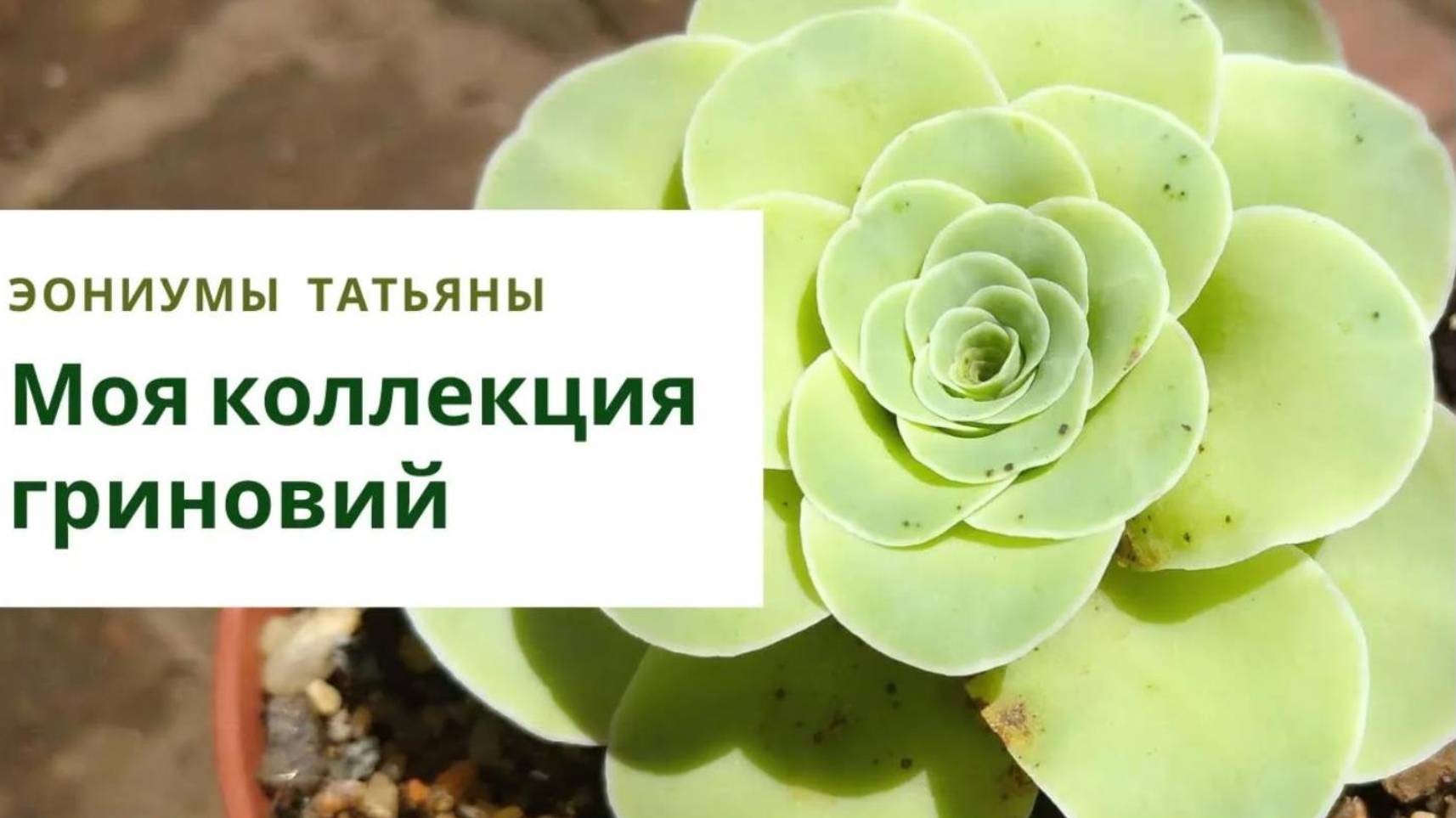 11. Коллекция гриновий