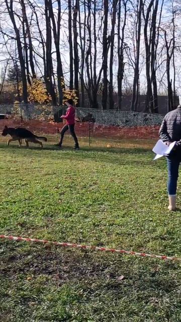 МОЛОДЫЕ КОБЕЛИ / КЧК ВОРОНЕЖ 26 октября`25 М.Волкова Моно немецких овчарок смотреть онлайн