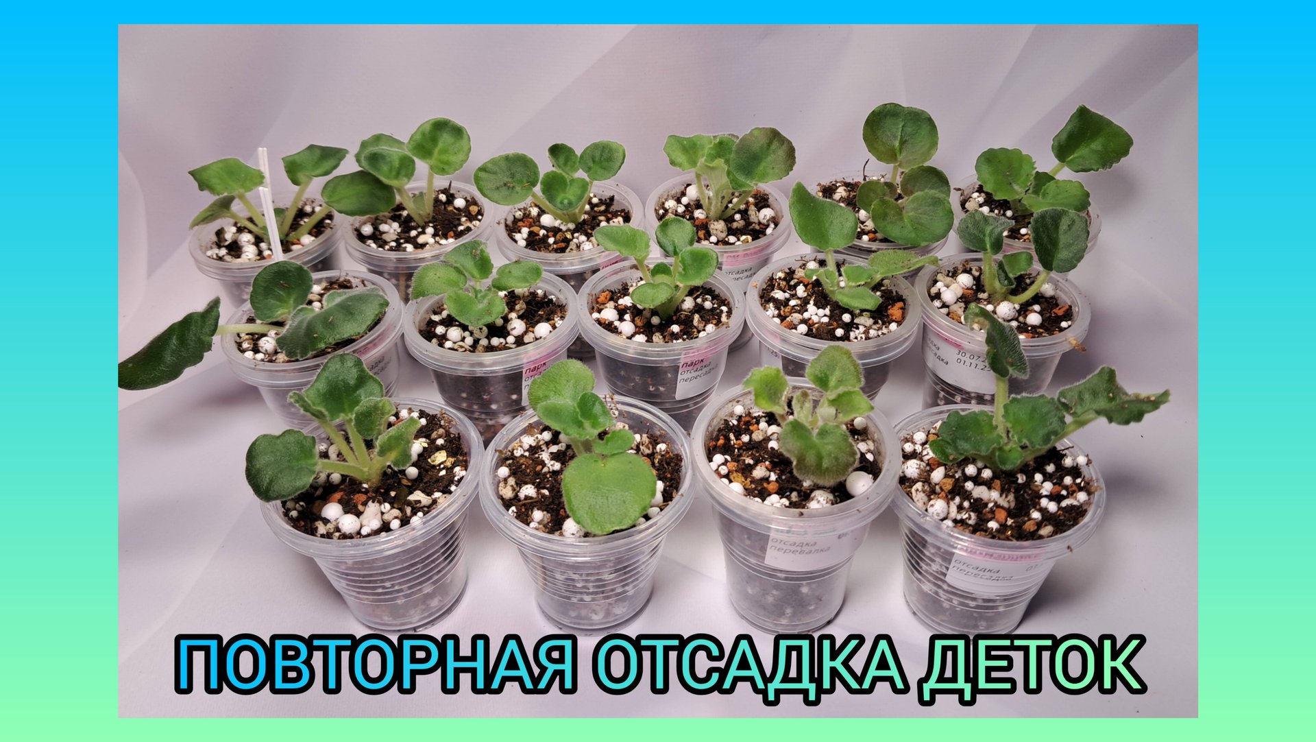 Повторная отсадка деток фиалок. смотреть онлайн