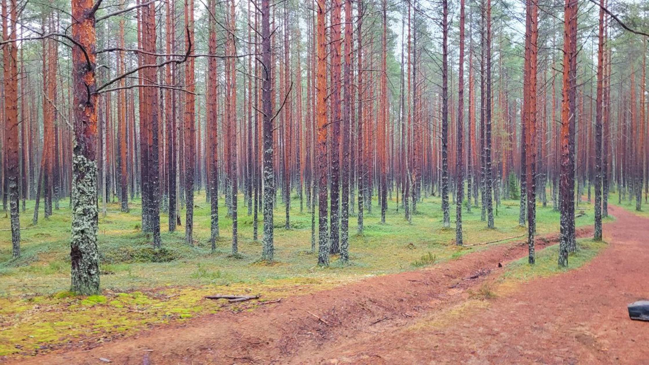 Орехово - Лемболово