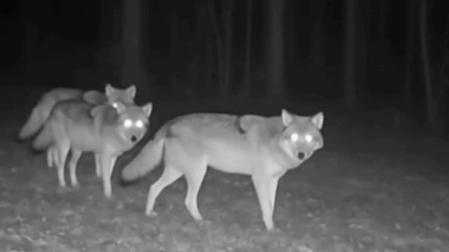 🐺🐺🐺 фото ловушка. смотреть онлайн