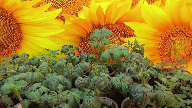 Проект Томатный Гном. Гномы - какие они в рассаде? 2021 год. смотреть онлайн